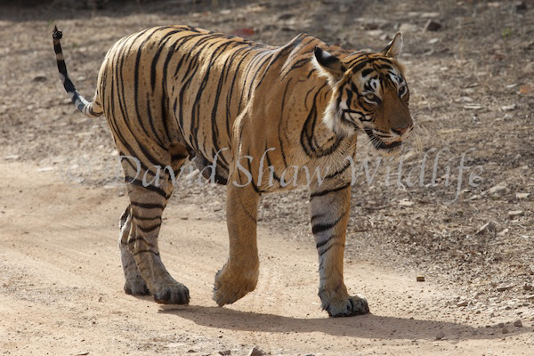 Tiger T19